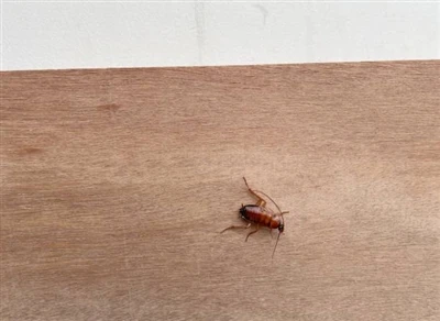 Mikä houkuttelee torakoita kotonasi