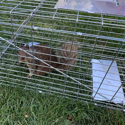 Kuinka elävä eläinloukku toimii?