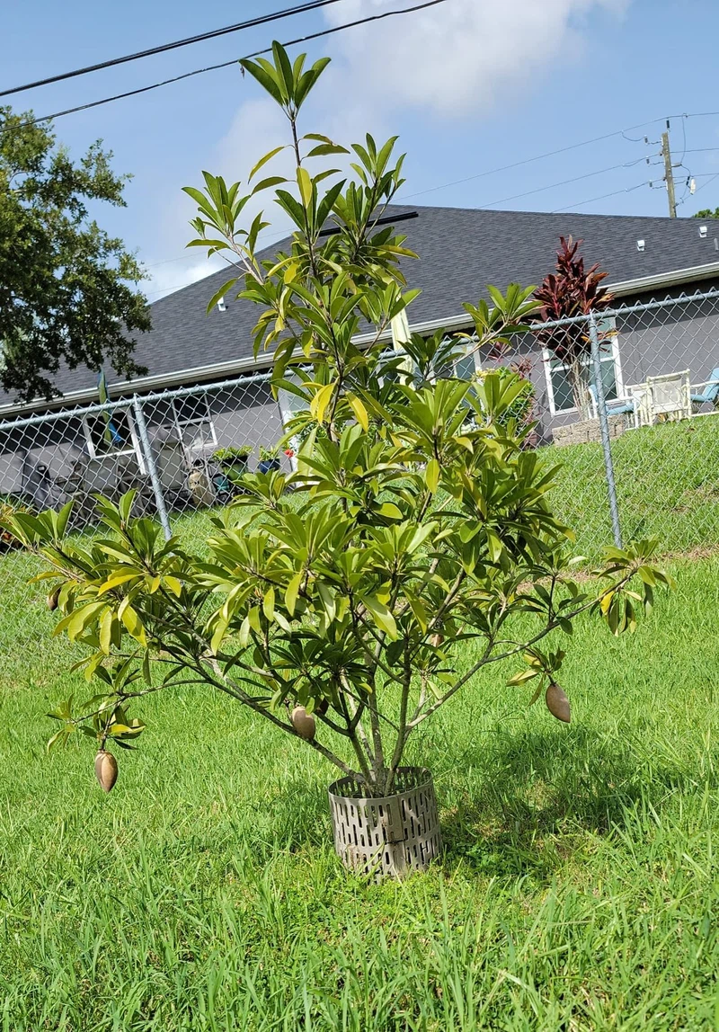 PVC Tree Trunk Protector PVC Tree Trunk Protector